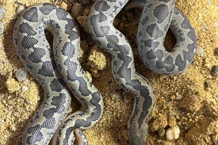 V Zoo Ostrava se poprvé rozmnožili hroznýšci skvrnití 