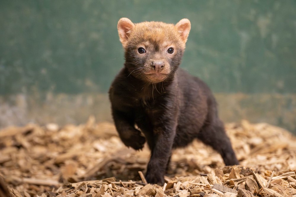 Štěňata psů pralesních už mají první kritické období za sebou a návštěvníci Zoo Praha mohou jejich dovádění nově pozorovat ve výběhu nedaleko expozice ledních medvědů. 