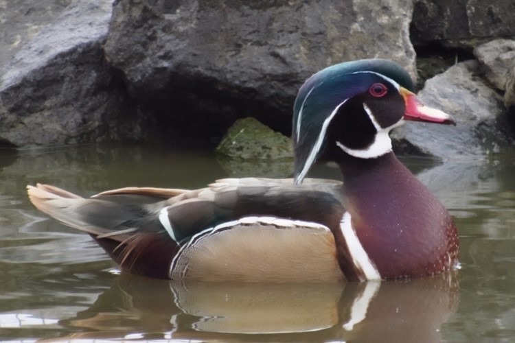 Vodní svět v táborské zoo se rozroste o pár kachniček karolínských