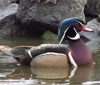 Vodní svět v táborské zoo se rozroste o pár kachniček karolínských