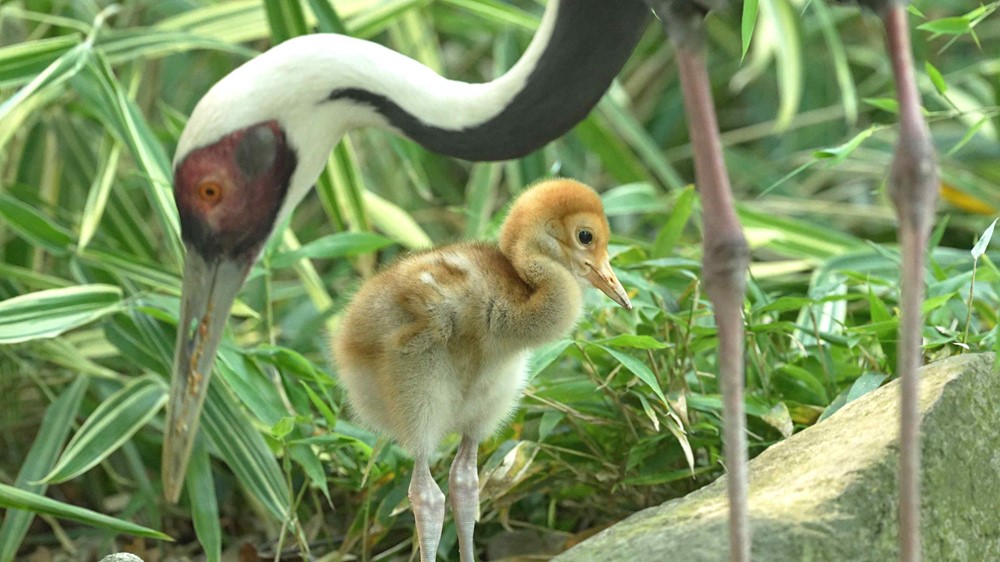 Jeřábi bělošíjí žijící v ostravské zoologické zahradě.