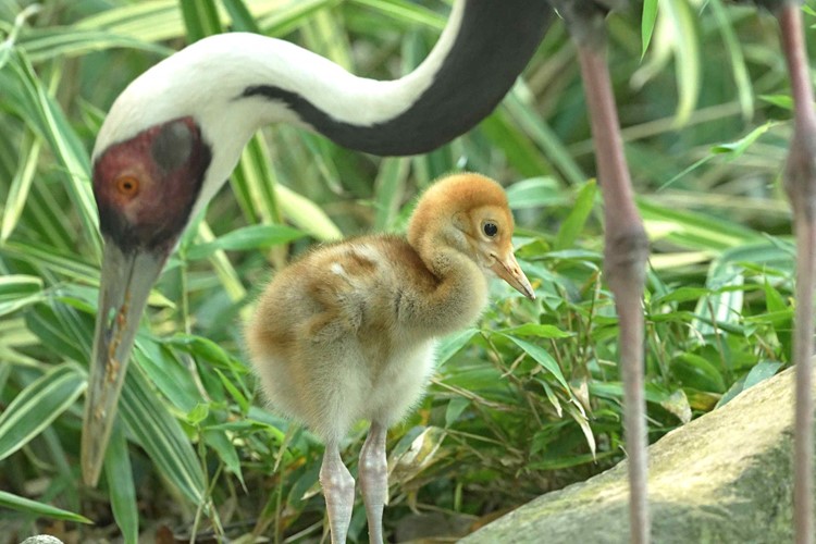 Vzácní jeřábi v Zoo Ostrava odchovávají svá první mláďata 