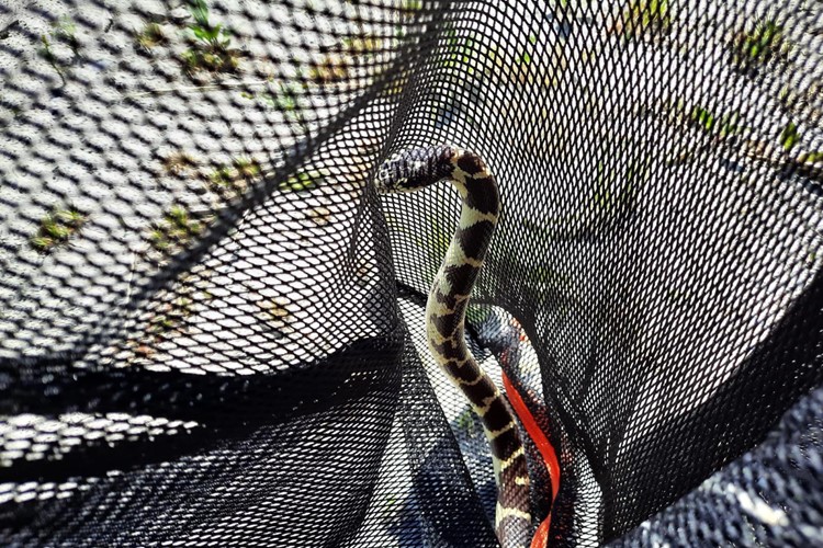 Exotickou korálovku odchytli hasiči za dětskou postýlkou