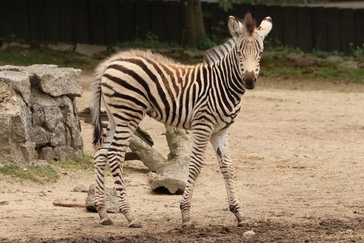 Sob, zebra, kůň Převalského, antilopy nebo nahur modrý – to jsou některá z nových mláďat v liberecké zoo
