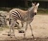 Sob, zebra, kůň Převalského, antilopy nebo nahur modrý – to jsou některá z nových mláďat v liberecké zoo