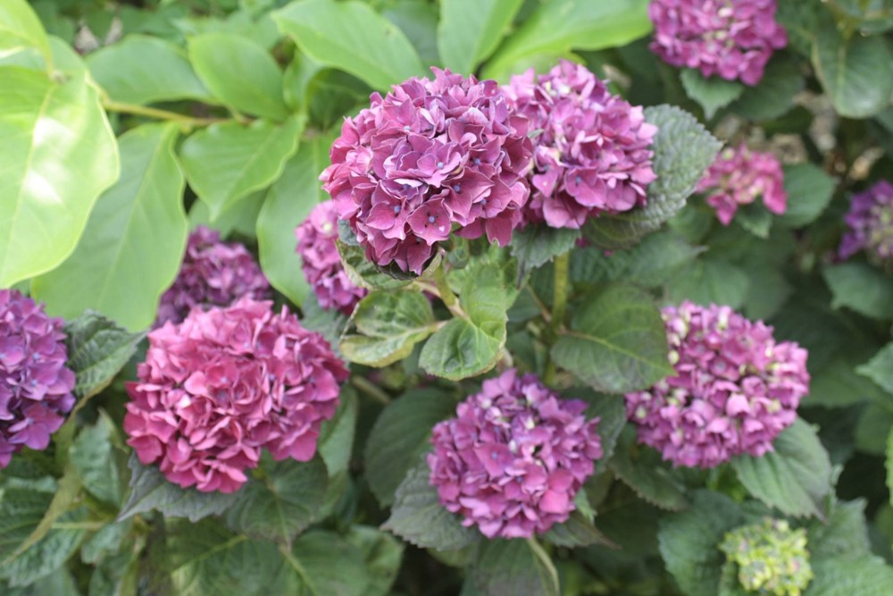 Hydrangea macrophylla ´Brunette´.