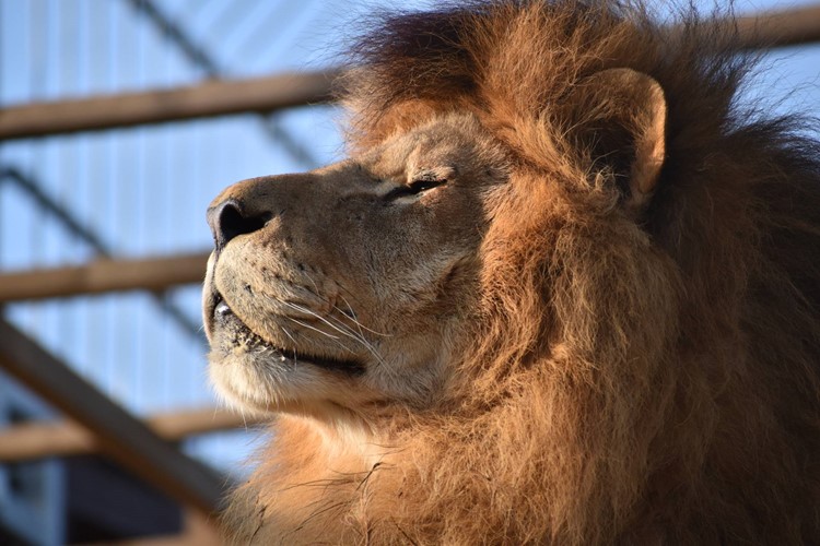 Lvi Simba a Luena z táborské zoo si horké letní dny vysloveně užívají