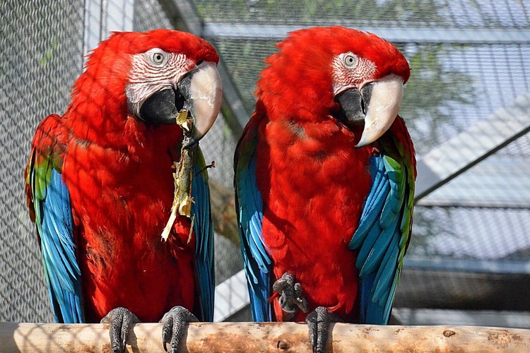 Ara zelenokřídlý z táborské zoo ukazuje návštěvníkům práci silným zobákem