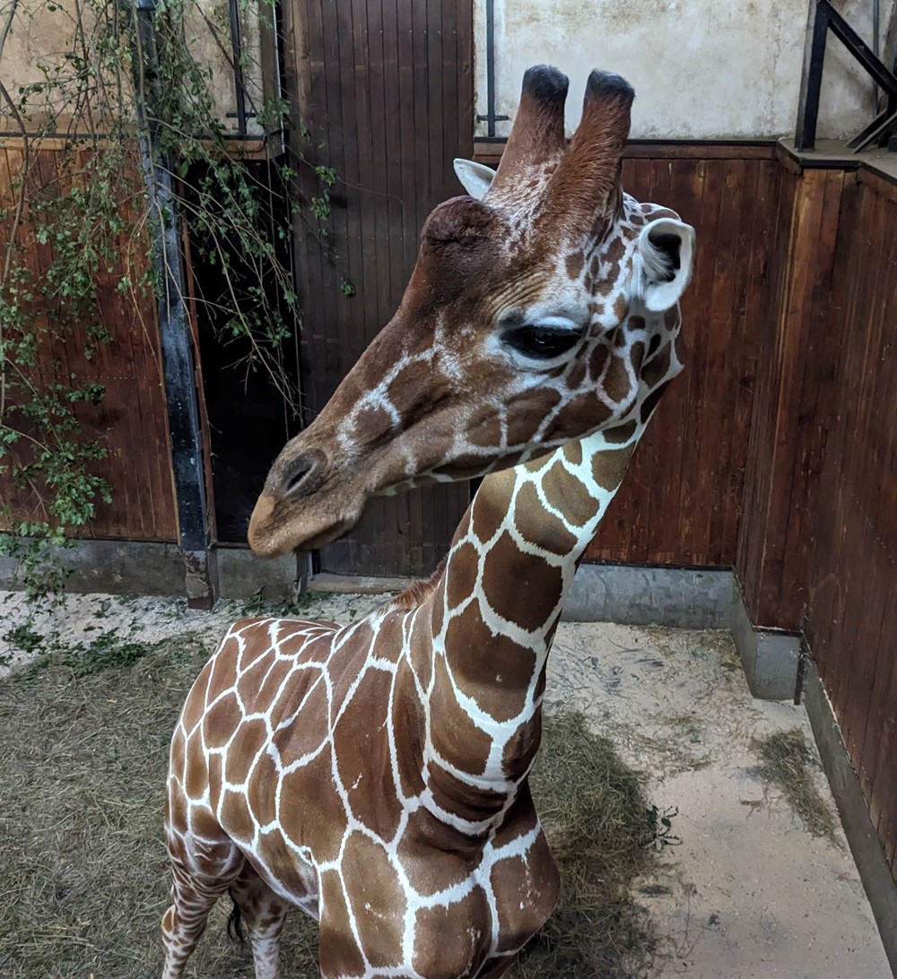 Khari, jak se nový obyvatel Mniší hory jmenuje, se narodil 26. dubna 2019 ve Whipsnade Zoo ve Velké Británii.