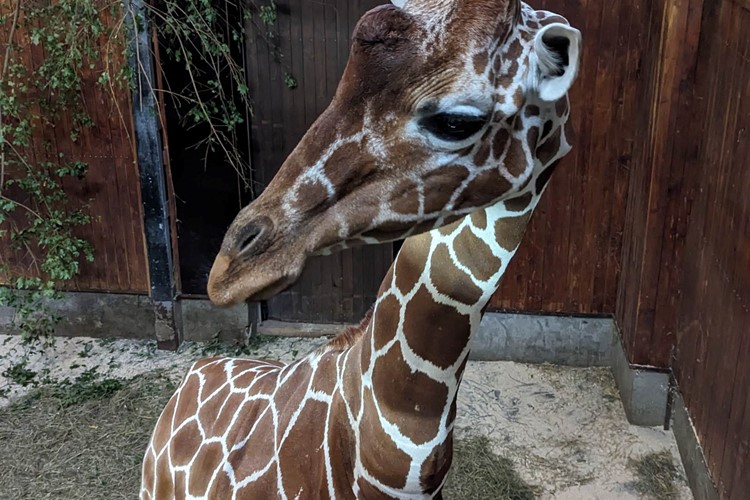 Brněnská zoo získala žirafího samce