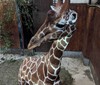 Brněnská zoo získala žirafího samce