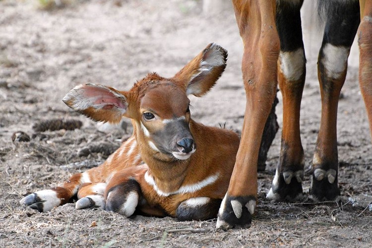 V safari parku se narodilo mládě kriticky ohroženého bonga horského