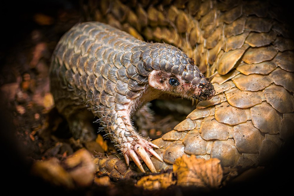Zoo Praha je jedna ze dvou evropských zoologických zahrad, kde můžete luskouny krátkoocasé spatřit. 