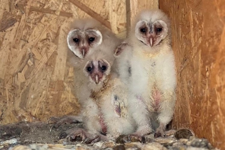Táborskou zoo obydlely pouze před pár měsíci a už mají mláďata. Malé sovy už mohou obdivovat i návštěvníci