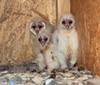 Táborskou zoo obydlely pouze před pár měsíci a už mají mláďata. Malé sovy už mohou obdivovat i návštěvníci