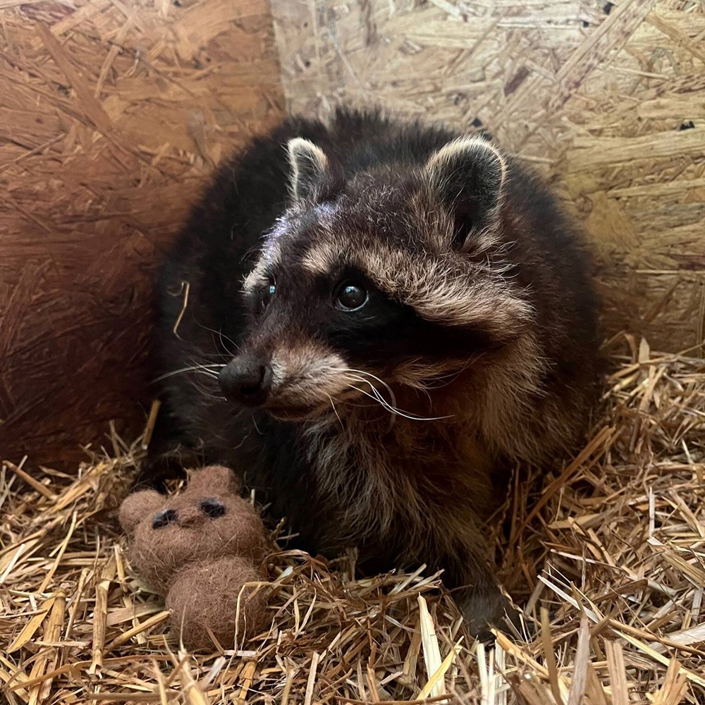 Samice mývala severního Emilka žijící v táborké zoologické zahradě. 