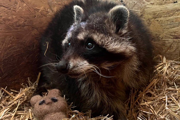 Mývalka Emilka z táborské zoo se nejvíc zabaví se svým plyšovým kamarádem
