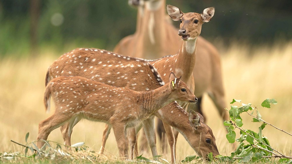 Axisi indičtí žijící v ostravské zoologické zahradě.