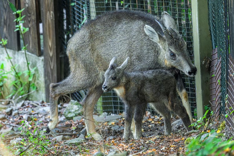 Malá kopýtka zaplnila pražskou zoo