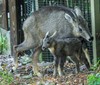 Malá kopýtka zaplnila pražskou zoo