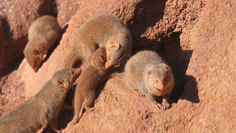 Mangusty trpasličí žijící v ostravské zoologické zahradě.