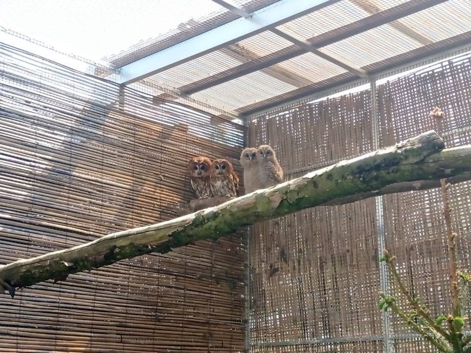 Mláďata puštíka obecného v táborské zoologické zahradě. 