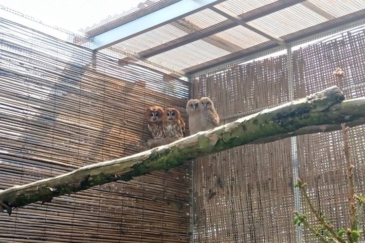 Táborské zoo se daří odchovávat vzácné sovy, po sovách pálených se rozmnožili i puštíci obecní