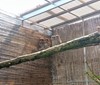 Táborské zoo se daří odchovávat vzácné sovy, po sovách pálených se rozmnožili i puštíci obecní