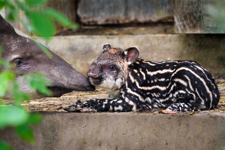 Zlínská zoo slaví nový přírůstek. Narodilo se tu mládě tapíra jihoamerického