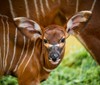 Po dvou měsících se narodilo další mládě jednoho z nejvzácnějších zvířat Afriky