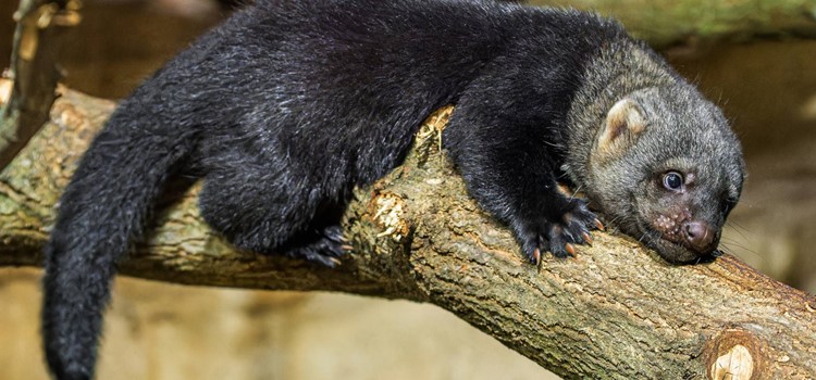 V Zoo Praha se narodila dvojčata brazilských kun