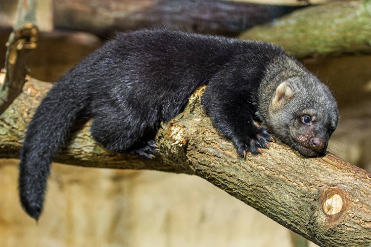 V Zoo Praha se narodila dvojčata brazilských kun