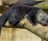 V Zoo Praha se narodila dvojčata brazilských kun