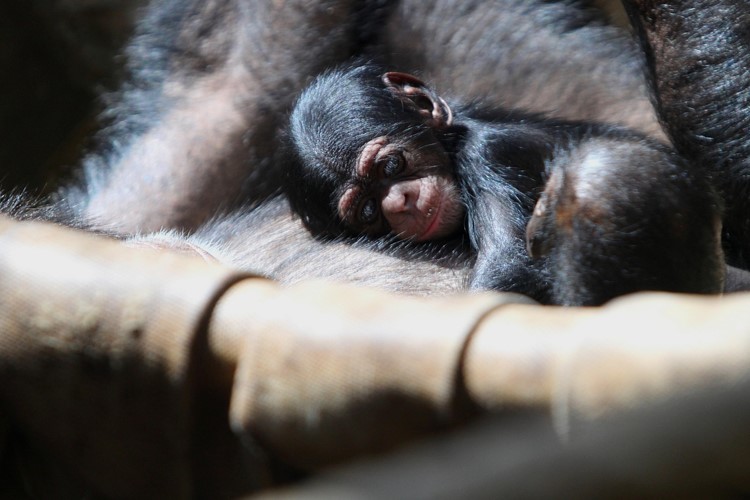 V Zoo Ostrava se narodilo mládě šimpanze