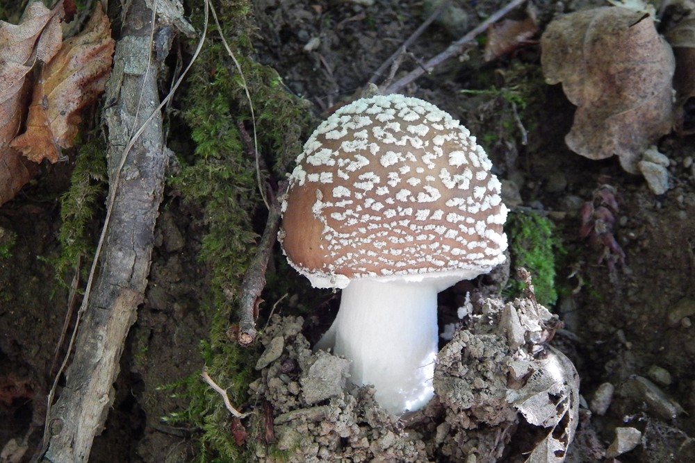 Muchomůrka tygrovaná (Amanita pantherina), také muchomůrka panterová či muchomůrka tygrovitá, je jedovatá a halucinogenní houba z čeledi muchomůrkovitých.