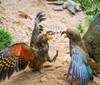 Adopce vlastními rodiči: mláďata nestorů jsou k vidění v Zoo Praha