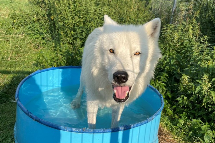 Vlci arktičtí z táborské zoo se během horkých dnů chladí v bazénku