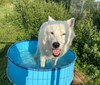 Vlci arktičtí z táborské zoo se během horkých dnů chladí v bazénku