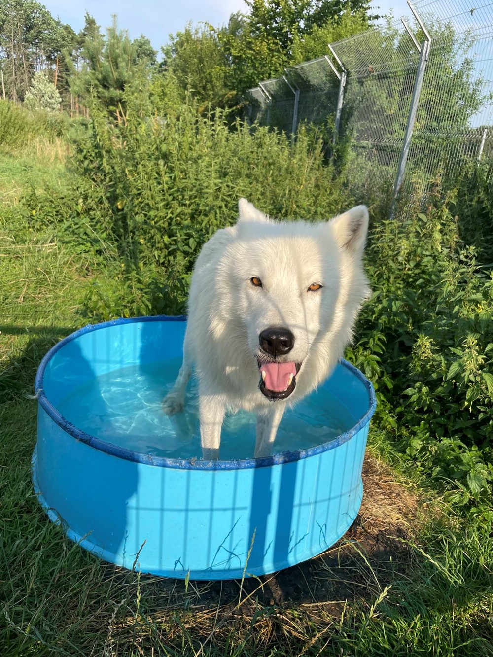 Vlci arktičtí z táborské zoo se během horkých dnů chladí v bazénku.