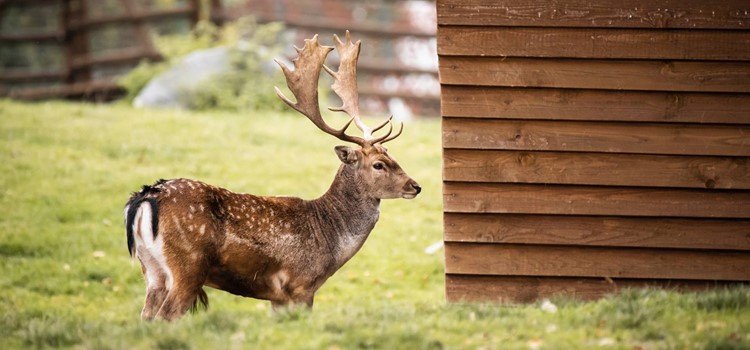 Táborská zoo nabídne návštěvníkům impozantní podzimní show