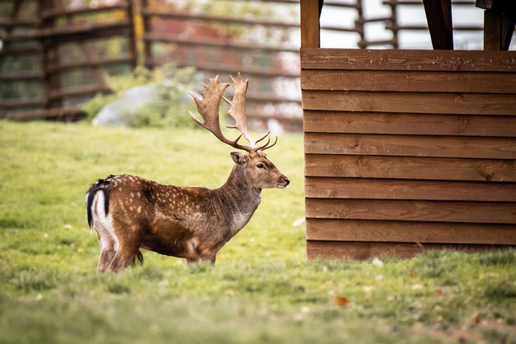 Táborská zoo nabídne návštěvníkům impozantní podzimní show