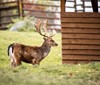 Táborská zoo nabídne návštěvníkům impozantní podzimní show