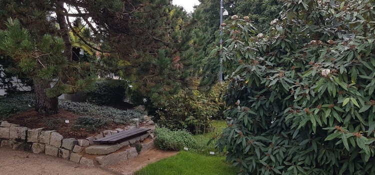 Nové lavičky v botanické nabídnou paletu barev i vůni pryskyřice