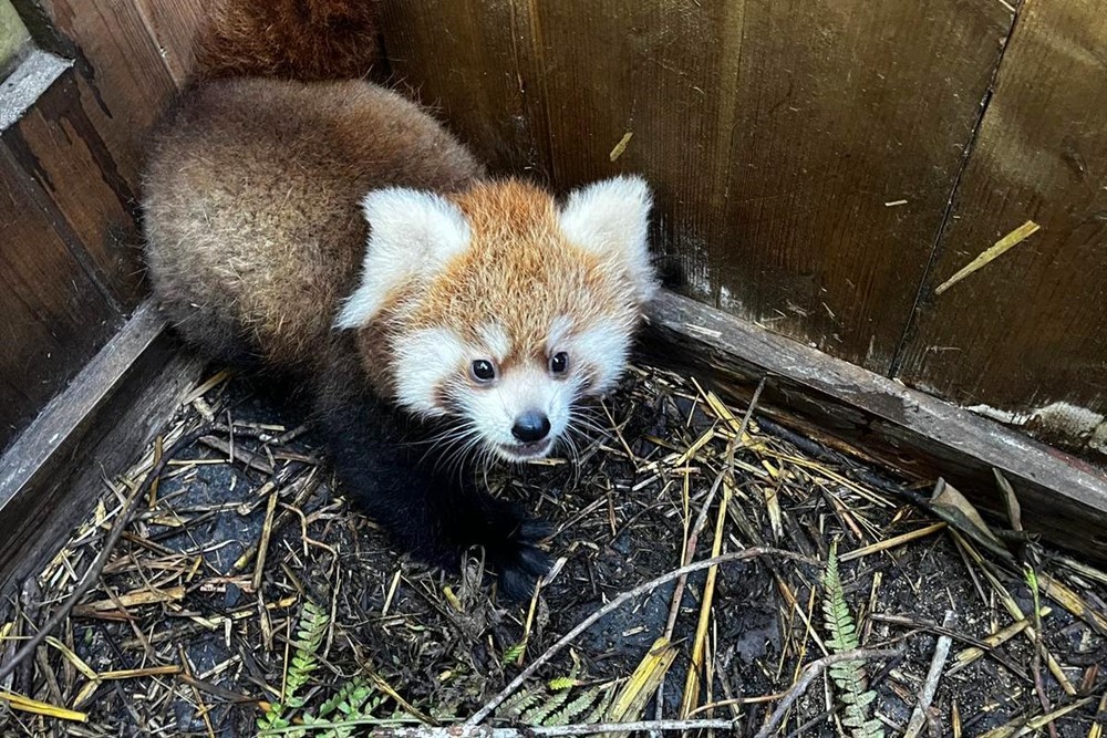 Mládě pandy červené žijící v ostravské zoologické zahradě.