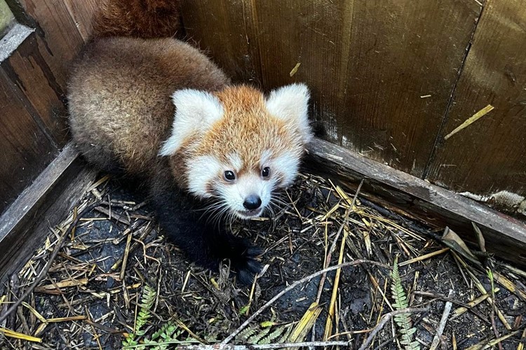 Dvojčata pand červených v Zoo Ostrava