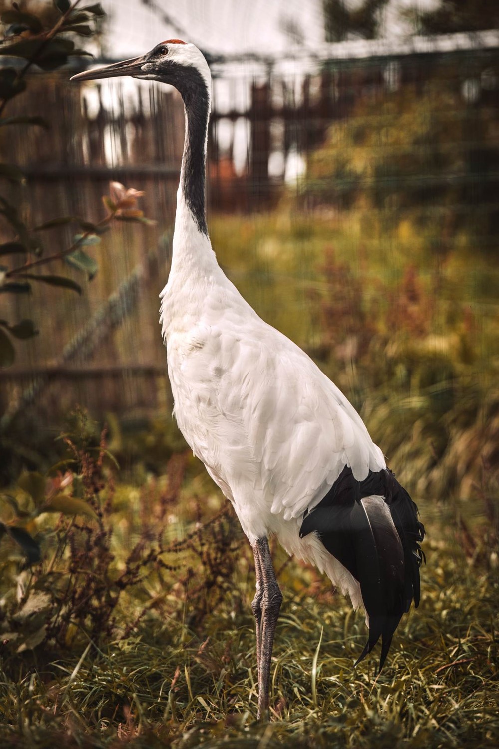 Jeřáb mandžuský žijící v tábrské zoologické zahradě.