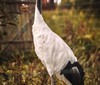 Vzácný jeřáb z táborské zoo zklidní každého návštěvníka
