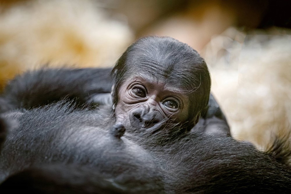 Mládě gorily nížinné se v Zoo Praha narodilo samici Duni 2. ledna krátce po deváté hodině večerní. Jde o vůbec první gorilí mládě narozené v novém pavilonu Rezervaci Dja.