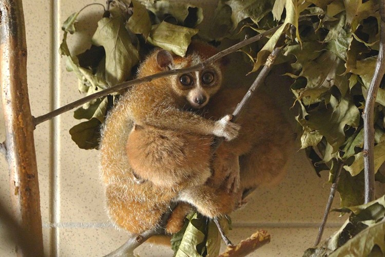 Jaký byl rok 2023 v Zoo Ostrava