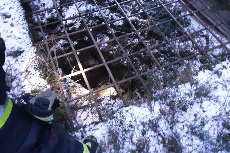 Hasiči zachránili psa z hluboké štoly. Propadnul kovovou mříží